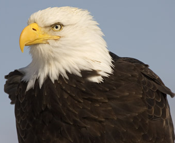 eagle